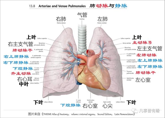 3,肺的淋巴引流二,在裂解肺叶肺段,支气管树,心肺血管空间结构关系