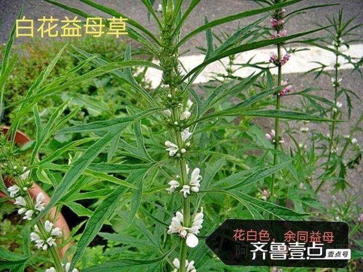 益母草变种白花益母草(作用与益母草相同)3,细叶益母草产于内蒙古