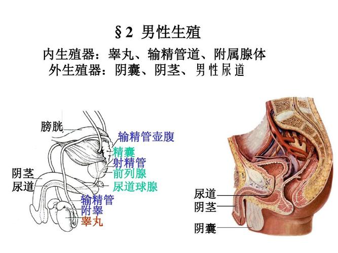 生殖 内生殖器:睾丸,输精管道,附属腺体 外生殖器:阴囊,阴茎,男性尿道