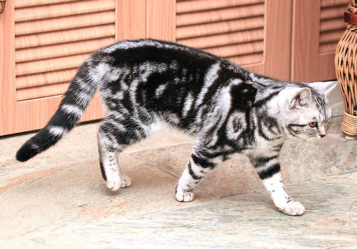  p>美国银虎 a>斑猫 /a>是一种贵族猫,为银,黑为主体颜色.