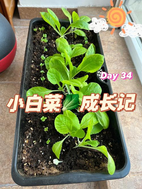 小白菜真的太适合新手种了,不需要泡种子,三天到五天就能发芽97,一