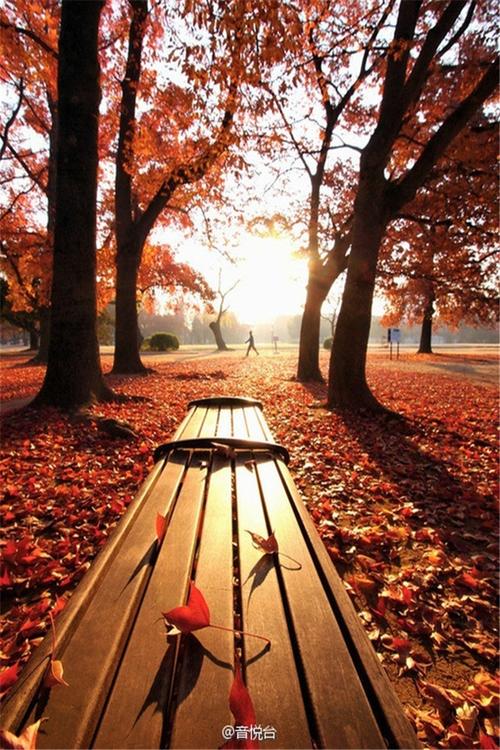 秋风落叶红色枫叶唯美意境摄影手机壁纸图片大全