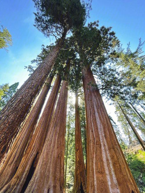 美洲杉和国王峡谷国家公园世界上最大的树