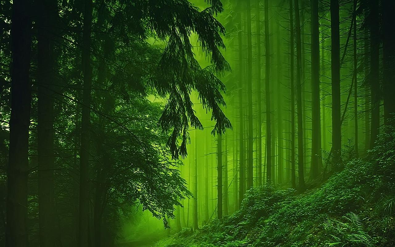 绿色清新养眼自然风景图片电脑桌面壁纸下载