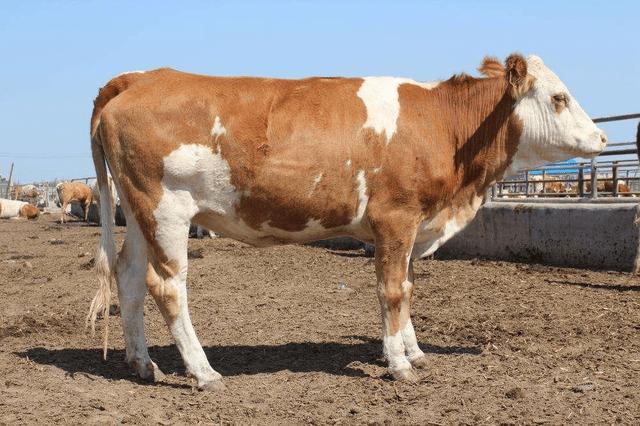 母牛一年一胎效益高,如何才能提高牛群繁殖率?