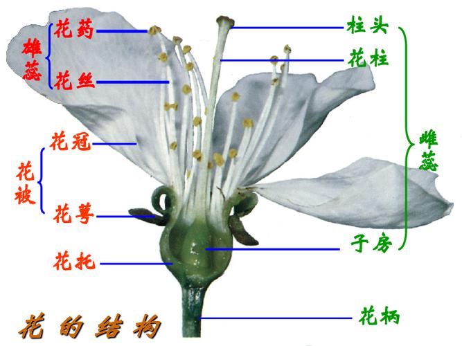 花的结构和类型