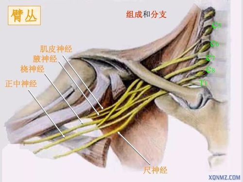[中级押题]臂丛神经阻滞时用神经电刺激针引起屈肘动作的是哪根神经?
