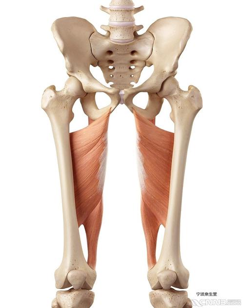 髋关节的运动韧带和肌肉宁波整脊