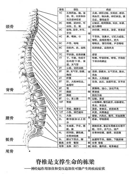 人体脊椎与全身的疾病对比分析(图示,文字,病理分析,太有价值了!