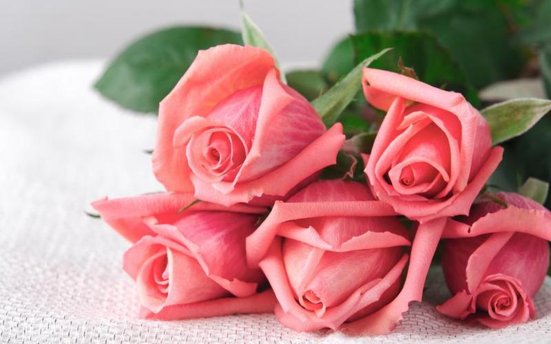 壁纸芽爱玫瑰粉红色浪漫玫瑰花束鲜花花朵壁纸
