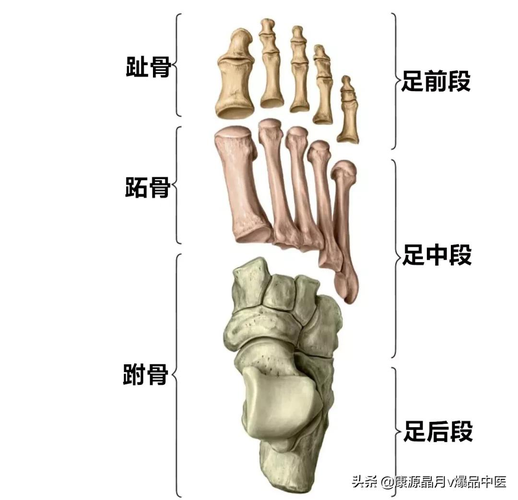 足 骨 包括跗骨,跖骨和趾骨.