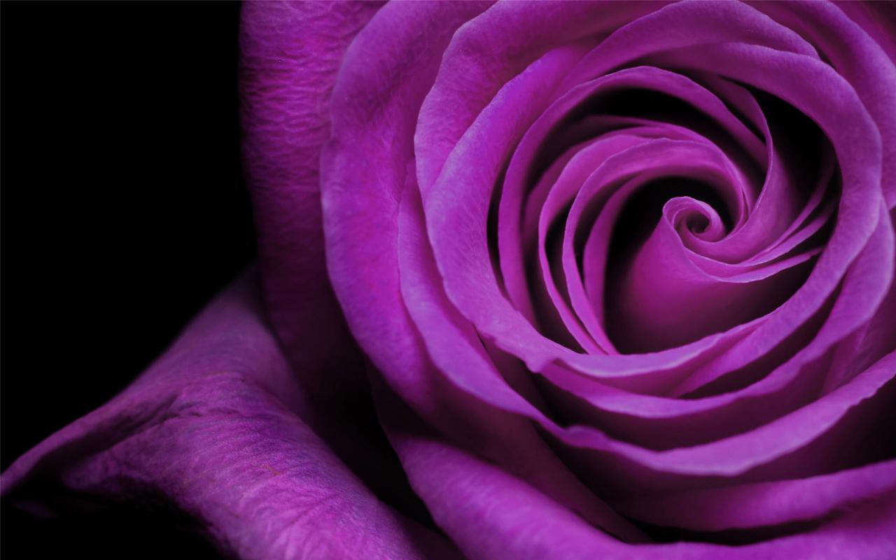 唯美紫色系花卉高清电脑桌面主题壁纸图片
