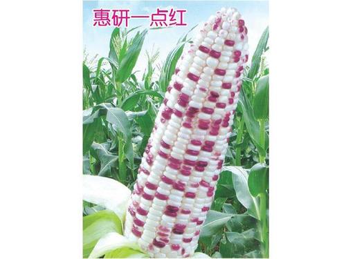 玉米种子-惠妍一点红-北京中创智丰国际种业有限公司