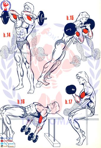 健身动作和肌肉部位关系图