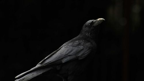黑鸟,乌鸦,黑背景 壁纸 - 1920x1080 全高清