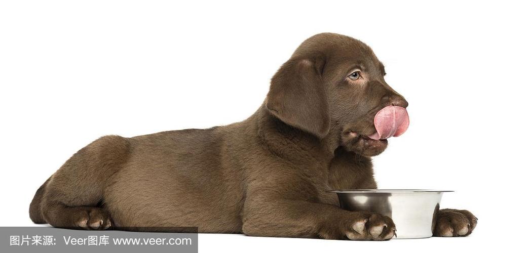 一只拉布拉多猎犬在舔他的狗碗