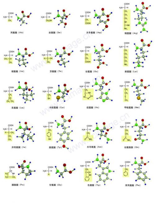 20种氨基酸结构式