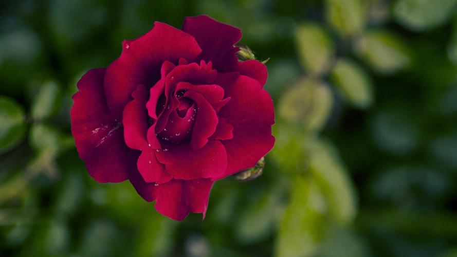 红玫瑰-自然植物壁纸