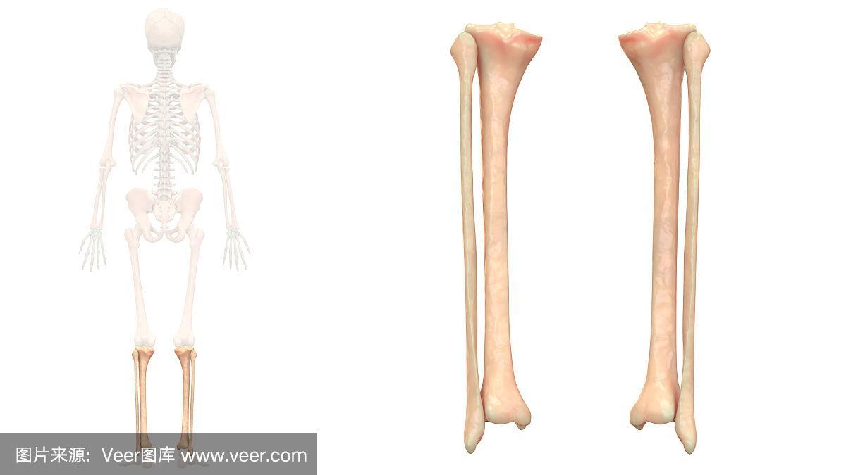 人体骨骼系统胫腓骨解剖学