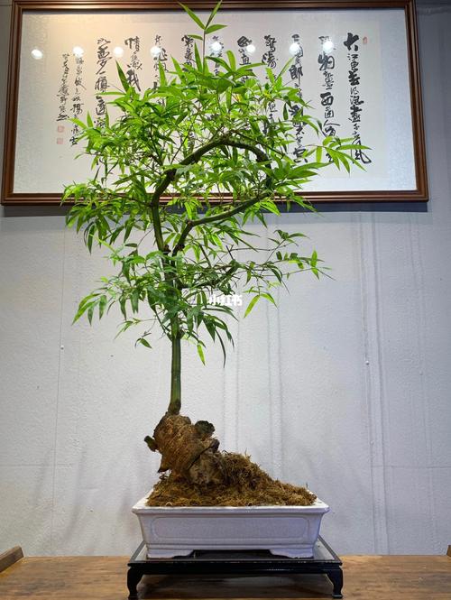 精品簕竹盆景