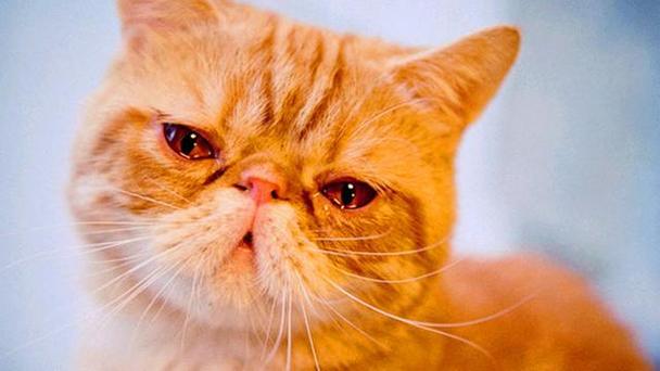 猫会哭吗会流眼泪吗(猫在悲伤或痛苦的时候会哭泣流泪吗)-问答屋