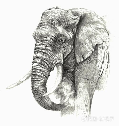 非洲大象孤立在白色背景上铅笔素描