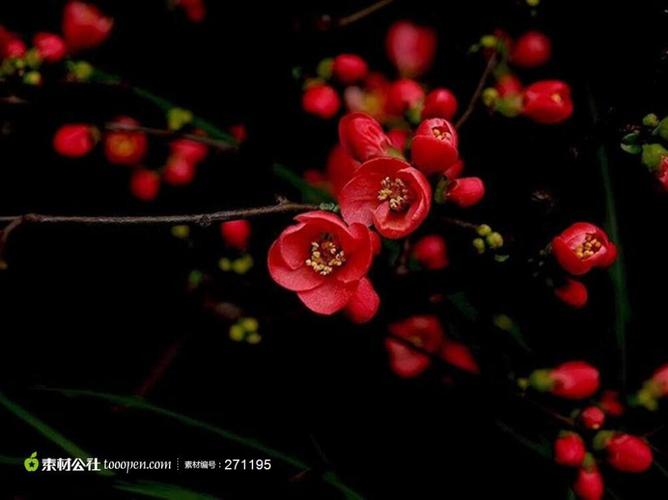 高清红色梅花冬季红色腊梅高清摄影桌面壁纸图片素材