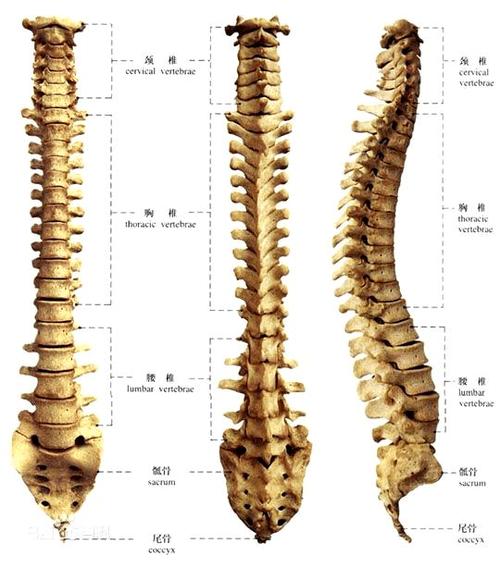 腰椎:椎体较大;棘突板状水平伸向后方,相邻棘突间间隙宽,可作腰椎穿刺