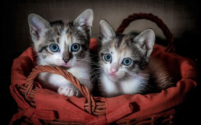 两个可爱的小猫,篮子 壁纸 - 1920x1200