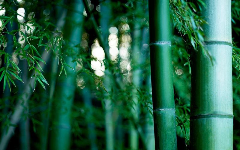 竹子,竹林,护眼,绿色,清新,竹子壁纸图片