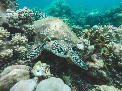 浮潜在马步岛下的我 遇见 藏在珊瑚堆里的海龟