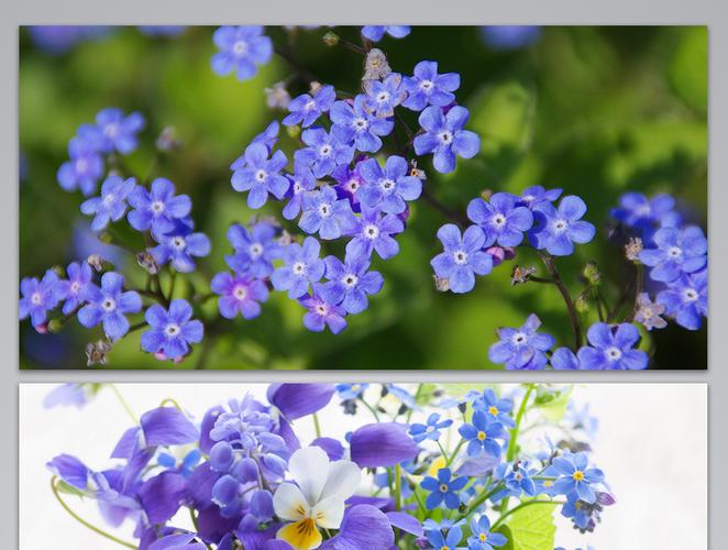 勿忘我花簇蓝色鲜花的背景图