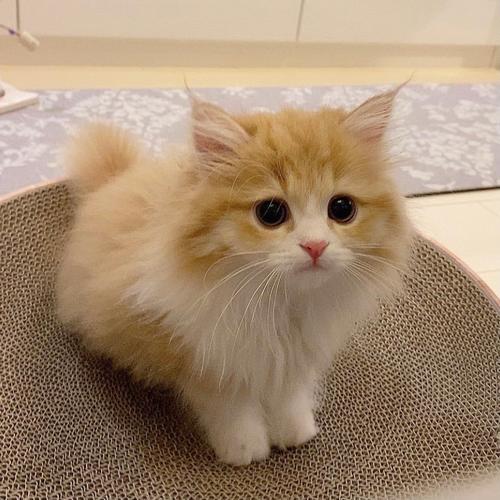 可爱小奶猫头像图片