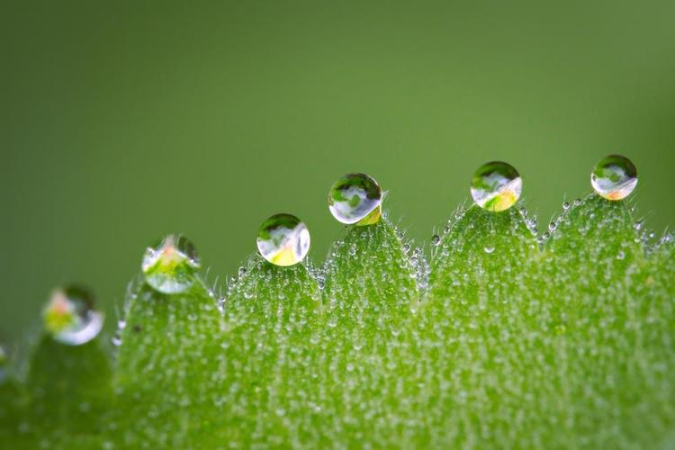 摄影唯美树叶上的水滴背景图片绿色 水 叶 露水 自然 草 下降 植物 滴
