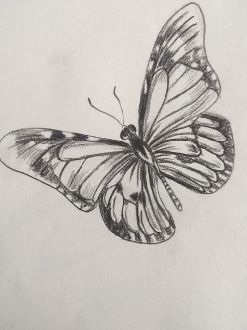 蝴蝶,越到后面画越没有耐心,尤其是上色(-д-;)速写昆虫蝴蝶绘画素描