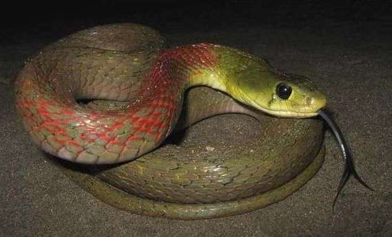 有一种蛇,头是血红色的,身是金黄色的,无花无环!是什么蛇?