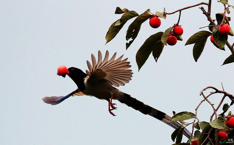 喜鹊吃柿子 - 河南版 henan 鸟网