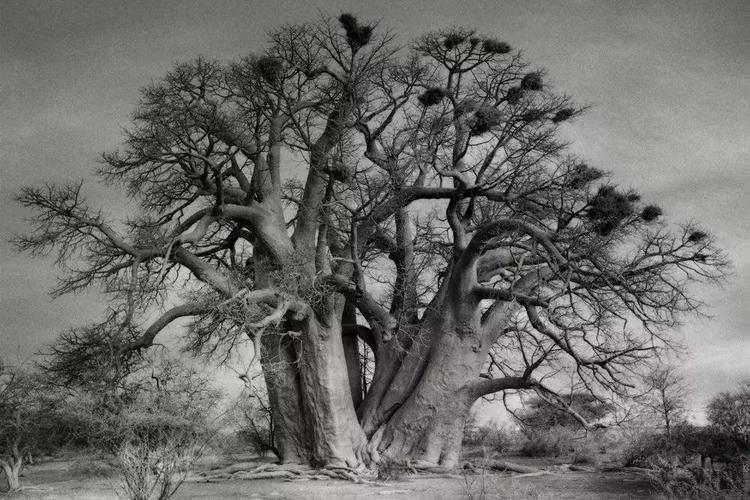 年龄超过1000岁的老树长什么样?|zoom