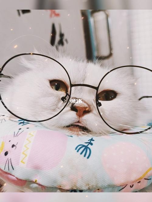 戴眼镜的猫猫