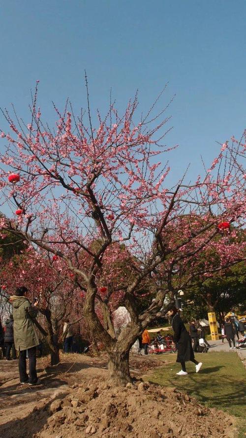 看过上海世纪公园的梅花,才明白陆游对"一树梅花一放翁"的痴迷