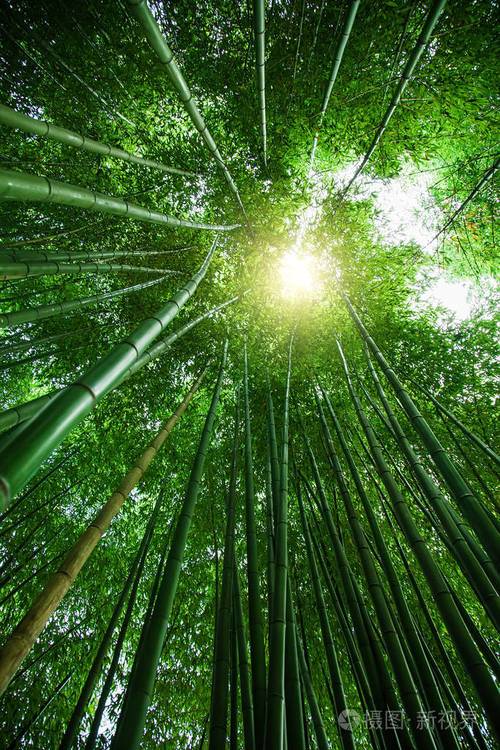 亚洲的竹林绿色自然背景观赏竹林顶和阳光