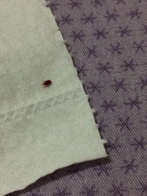谁知道这是什么虫子,半夜在床上发现的