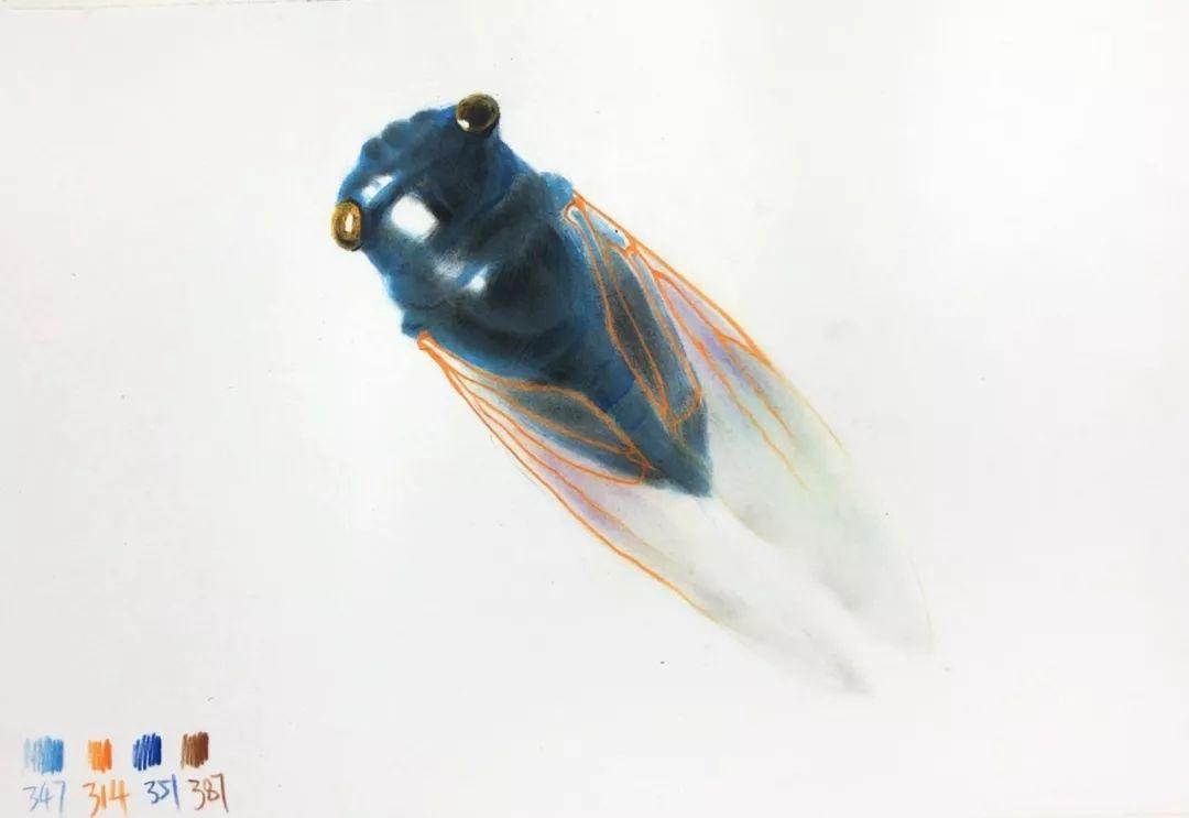 彩铅画了一只蝉 教你轻松画彩铅小动物昆虫知了!