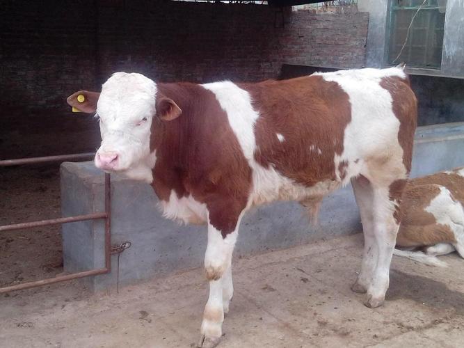 自繁自养西门塔尔活体怀孕母牛母牛价格图片