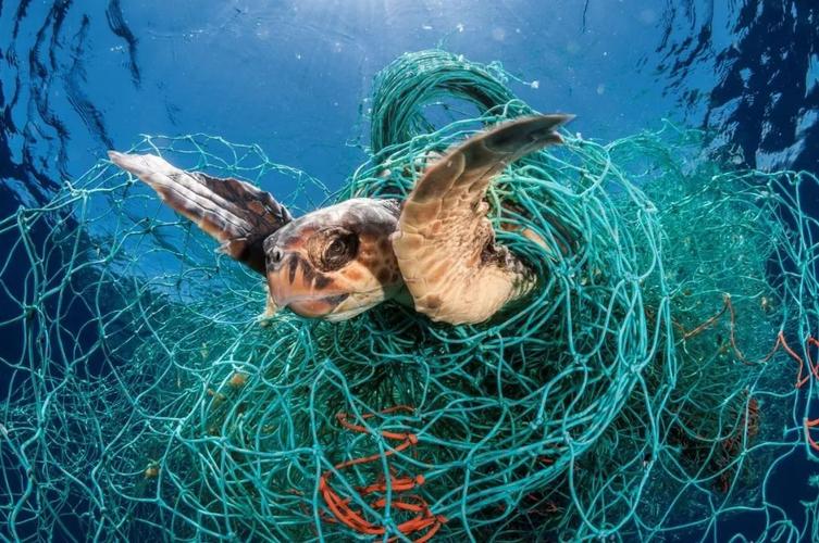 塑料袋是威胁海洋动物的最大杀手抱歉还真不是真相