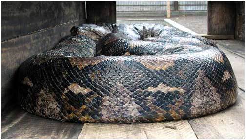 世界最长蟒蛇