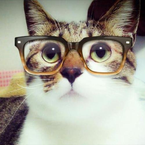 哈哈:戴眼镜的小花猫