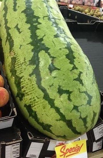 澳超市售80公斤重巨型西瓜 特价100澳元促销