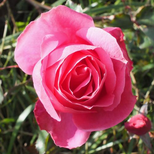 位图 植物摄影 写实花卉 花朵 玫瑰 免费素材产品工业素材免费下载
