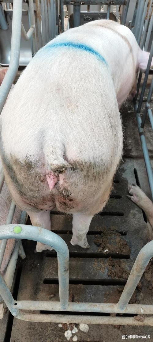 各位养猪的朋友大家好,今天给大家分享的是母猪子宫炎症的处理方案